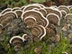 Міцелій Кориолуса багатоколірного (Трутовика строкатого), Trametes versicolor 100 г - зображення 2