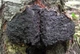 Мицелий на брусочках Трутовик серно-жёлтый, Laetiporus sulphureus - изображение 7