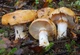 Мицелий Паутинника жёлтого, Cortinarius triumphans 100 г - изображение 3