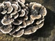 Міцелій Кориолуса багатоколірного (Трутовика строкатого), Trametes versicolor 100 г - зображення 4