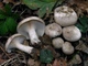 Мицелий Говорушки дымчатой, Clitocybe nebularis 100 г - изображение 2