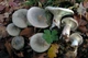 Мицелий Говорушки дымчатой, Clitocybe nebularis 100 г - изображение 3