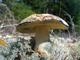Міцелій Гиропора березового (Гиропоруса синеющего), Gyroporus cyanescens 100 г - зображення 1