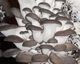 Мицелий Вешенки обыкновенной серой, Pleurotus sajor-caju 100 г - изображение 1
