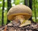 Мицелий Боровика жёлтого, Boletus impolitus 100 г - изображение 4