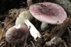 Міцелій Сироїжки красивою (Сироїжки рожевої), Russula bella 100 г - зображення 5