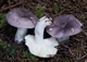 Міцелій Сироїжки сереющей (Сироїжки выцветающей), Russula decolorans 100 г - зображення 4