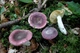 Міцелій Сироїжки сереющей (Сироїжки выцветающей), Russula decolorans 100 г - зображення 5