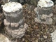 Мицелий Вешенки обыкновенной серой, Pleurotus sajor-caju 100 г - изображение 6