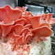 Мицелий на брусочках Вешенка розовая (Розовый фламинго), Pleurotus djamor - изображение 2