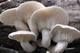 Мицелий на брусочках Вешенка белая, Pleurotus pulmonarius - изображение 4