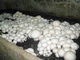 Міцелій Печерицю двуспоровий, Agaricus bisporus 100 г - зображення 4