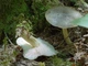 Міцелій Коллибии широкопластинчатой, Collybia platyphylla 100 г - зображення 1