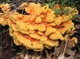 Мицелий на брусочках Трутовик серно-жёлтый, Laetiporus sulphureus - изображение 2