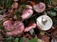 Мицелий Гигрофора сыроежкового (Вишняк), Hygrophorus russula 100 г - изображение 1