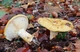 Міцелій Груздя ямчатого (Груздя жовтого), Lactarius scrobiculatus 100 г - зображення 1