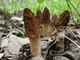 Мицелий Сморчка высокого, Morchella elata 100 г - изображение 1