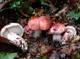 Мицелий Гигрофора сыроежкового (Вишняк), Hygrophorus russula 100 г - изображение 2
