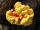 Мицелий на брусочках Трутовик серно-жёлтый, Laetiporus sulphureus - изображение 4