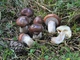 Міцелій Маслюка звичайного (Маслянка цього), Suillus luteus 100 г - зображення 5