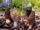 Мицелий Сморчка высокого, Morchella elata 100 г - изображение 2