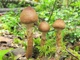 Мицелий Паутинника сизоножкового, Cortinarius glaucopus 100 г - изображение 6