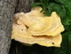Мицелий на брусочках Трутовик серно-жёлтый, Laetiporus sulphureus - изображение 5