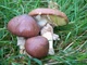 Міцелій Маслюка звичайного (Маслянка цього), Suillus luteus 100 г - зображення 6