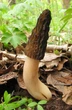 Мицелий Сморчка высокого, Morchella elata 100 г - изображение 3