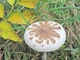 Мицелий гриба-зонтика Конрада, Macrolepiota konradii 100 г - изображение 1