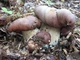 Мицелий Кольцевика, Stropharia rugoso-annulata 100 г - изображение 3