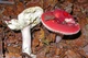 Міцелій Сироїжки красивою (Сироїжки рожевої), Russula bella 100 г - зображення 1