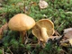 Мицелий Козляка, Suillus bovinus 100 г - изображение 1