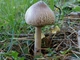 Мицелий Гриба-зонтика сосцевидного, Macrolepiota mastoidea 100 г - изображение 1