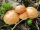 Мицелий Козляка, Suillus bovinus 100 г - изображение 2