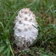 Міцелій Чорнильного гриба (Гнойовика білого), Coprinus comatus 100 г - зображення 2