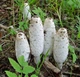 Міцелій Чорнильного гриба (Гнойовика білого), Coprinus comatus 100 г - зображення 3