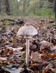 Мицелий Гриба-зонтика сосцевидного, Macrolepiota mastoidea 100 г - изображение 3