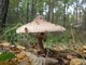 Мицелий Гриба-зонтика сосцевидного, Macrolepiota mastoidea 100 г - изображение 4