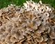 Міцелій Трутовика розгалуженого, Polyporus umbellatus 100 г - зображення 2