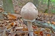 Мицелий Гриба-зонтика сосцевидного, Macrolepiota mastoidea 100 г - изображение 6
