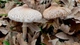 Мицелий Гриба-зонтика сосцевидного, Macrolepiota mastoidea 100 г - изображение 12