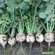 Cемена редьки Takii Seeds Ред мит белая, мякоть - красная 100 г - изображение 2
