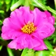 Портулак Грандифлора, рожевий Florium - зображення 1