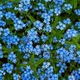 Насіння незабудки Moravoseed Лісова блакитна 0,15 г - зображення 1