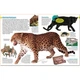 Dorling Kindersley Verlag memo Wissen entdecken: Katzen. Mack Andreas Blatteins. ISBN:9783831033973 - зображення 2