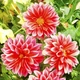 Семена Георгина Красный Дым Florium (726133) - изображение 2