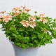 Вербена гібридна Лососева Помаранчевий Насіння Florium (726555) - зображення 2