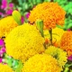 Семена Бархатцы Фантастик смесь (726472) - изображение 1