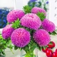Семена Астра Балун розовая (726445) - изображение 1
